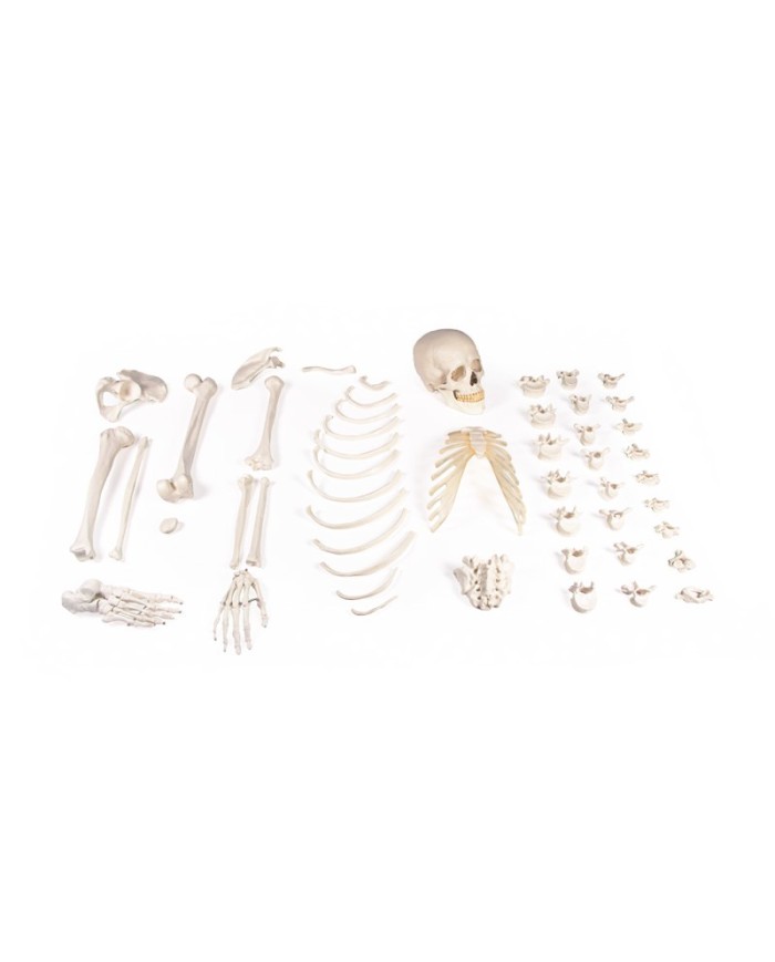 Erler Zimmer, modello didattico di scheletro destro disassemblato 3024