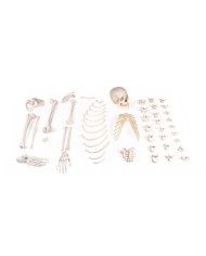 Erler Zimmer, modello didattico di scheletro destro disassemblato 3024