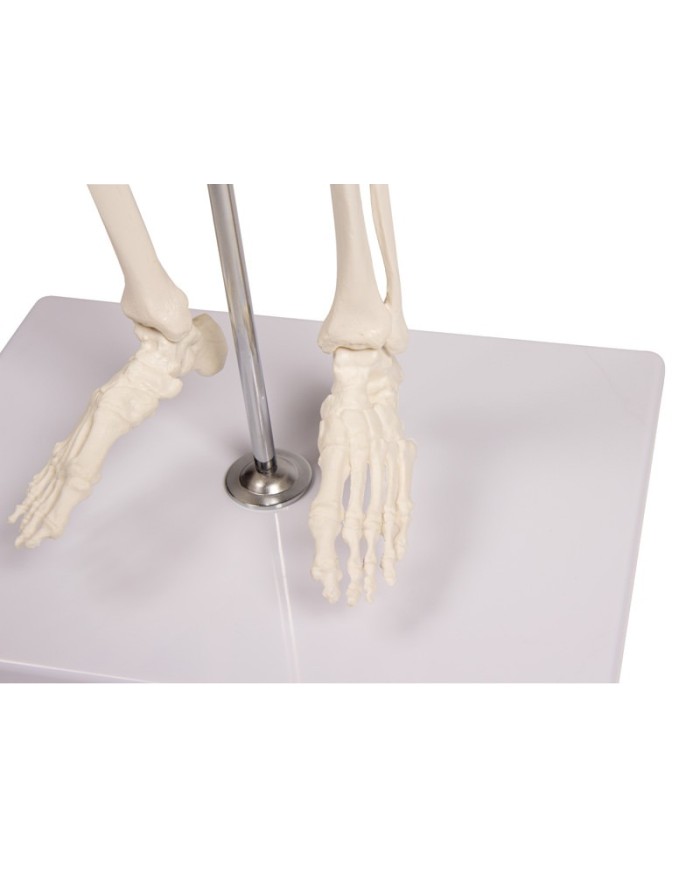 Erler Zimmer, modello di scheletro didattico Tom, grandezza dimezzata