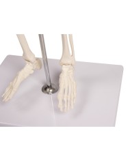 Erler Zimmer, modello di scheletro didattico Tom, grandezza dimezzata