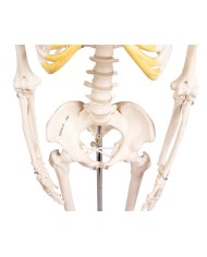 Erler Zimmer, modello di scheletro didattico Tom, grandezza dimezzata