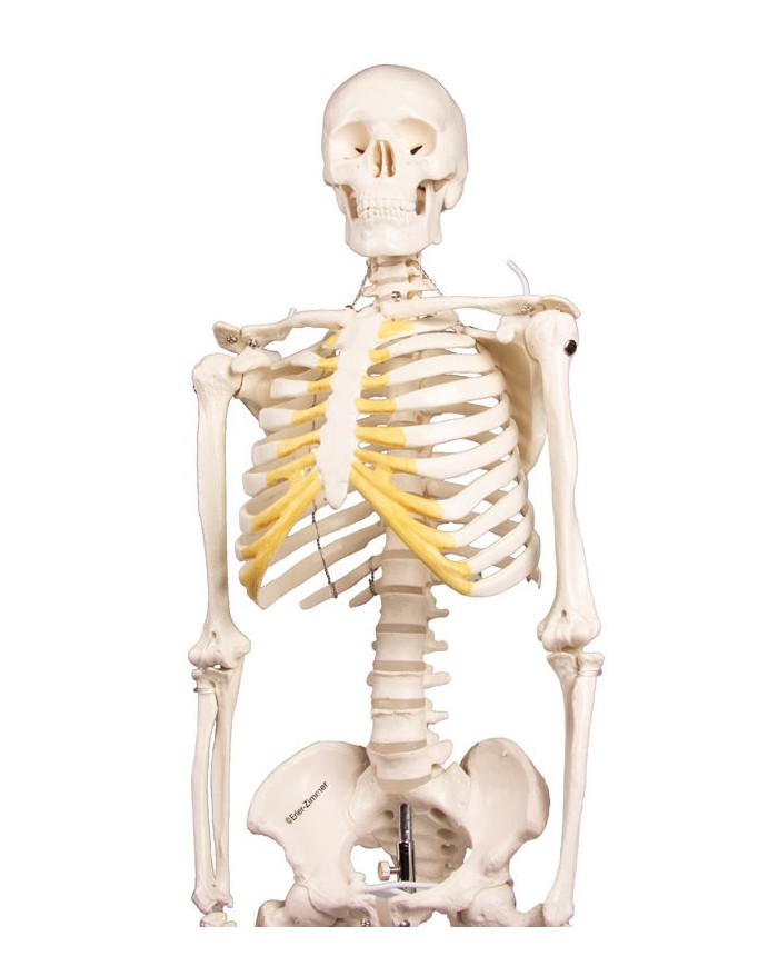 Erler Zimmer, modello di scheletro didattico Tom, grandezza dimezzata