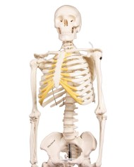 Erler Zimmer, modello di scheletro didattico Tom, grandezza dimezzata