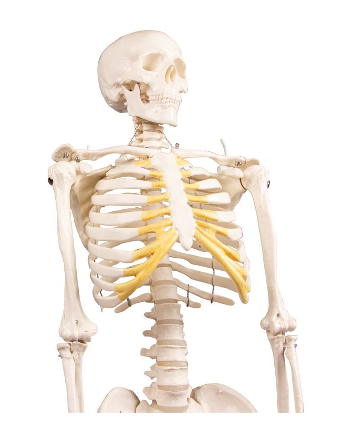 Erler Zimmer, modello di scheletro didattico Tom, grandezza dimezzata