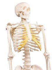 Erler Zimmer, modello di scheletro didattico Tom, grandezza dimezzata