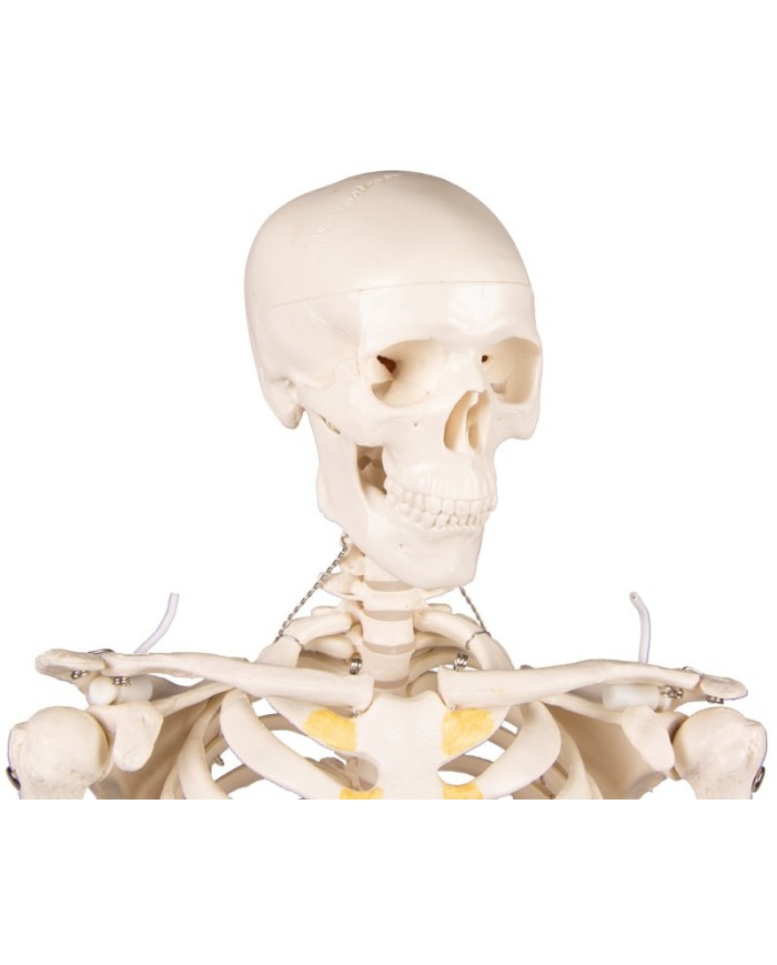 Erler Zimmer, modello di scheletro didattico Tom, grandezza dimezzata