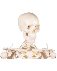 Erler Zimmer, modello di scheletro didattico Tom, grandezza dimezzata