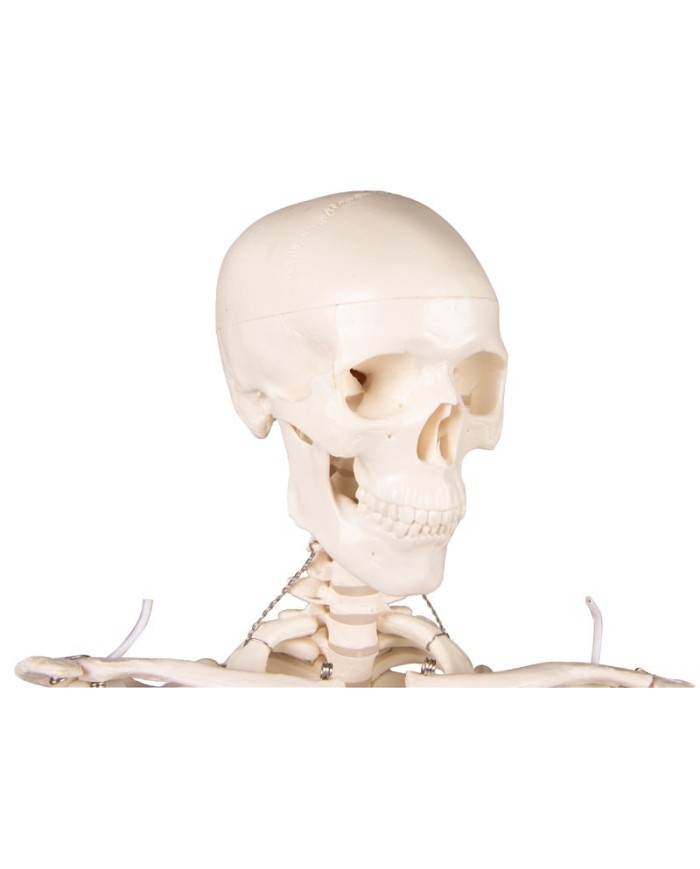 Erler Zimmer, modello di scheletro didattico Tom, grandezza dimezzata