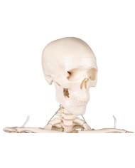 Erler Zimmer, modello di scheletro didattico Tom, grandezza dimezzata