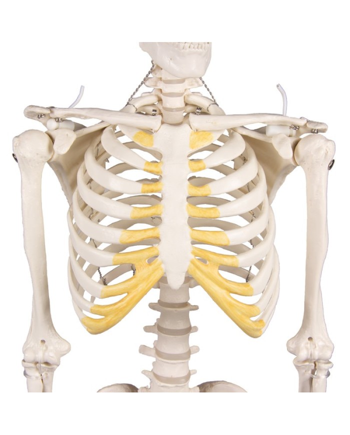 Erler Zimmer, modello di scheletro didattico Tom, grandezza dimezzata