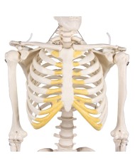 Erler Zimmer, modello di scheletro didattico Tom, grandezza dimezzata