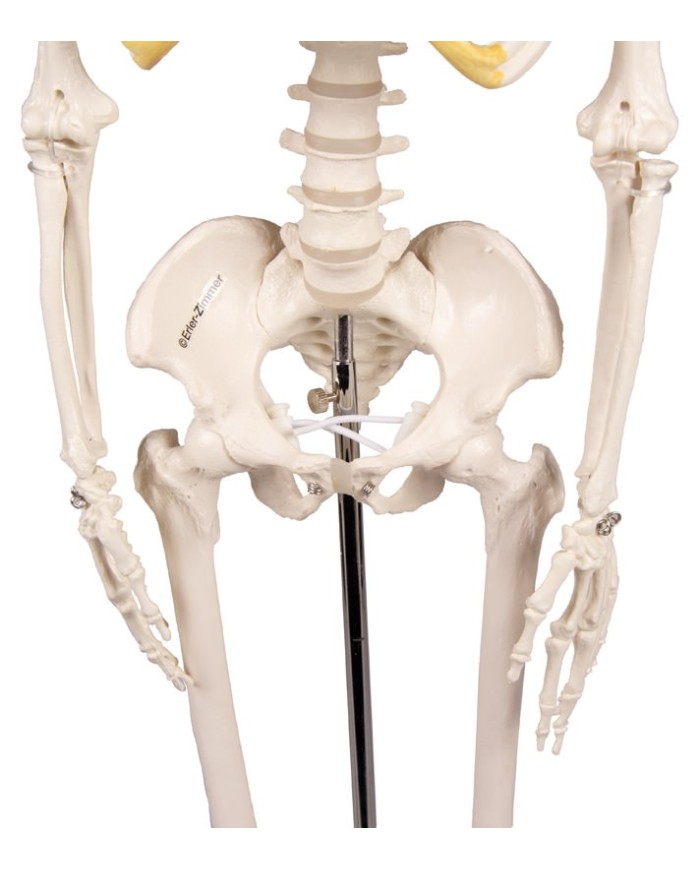 Erler Zimmer, modello di scheletro didattico Tom, grandezza dimezzata