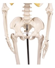 Erler Zimmer, modello di scheletro didattico Tom, grandezza dimezzata