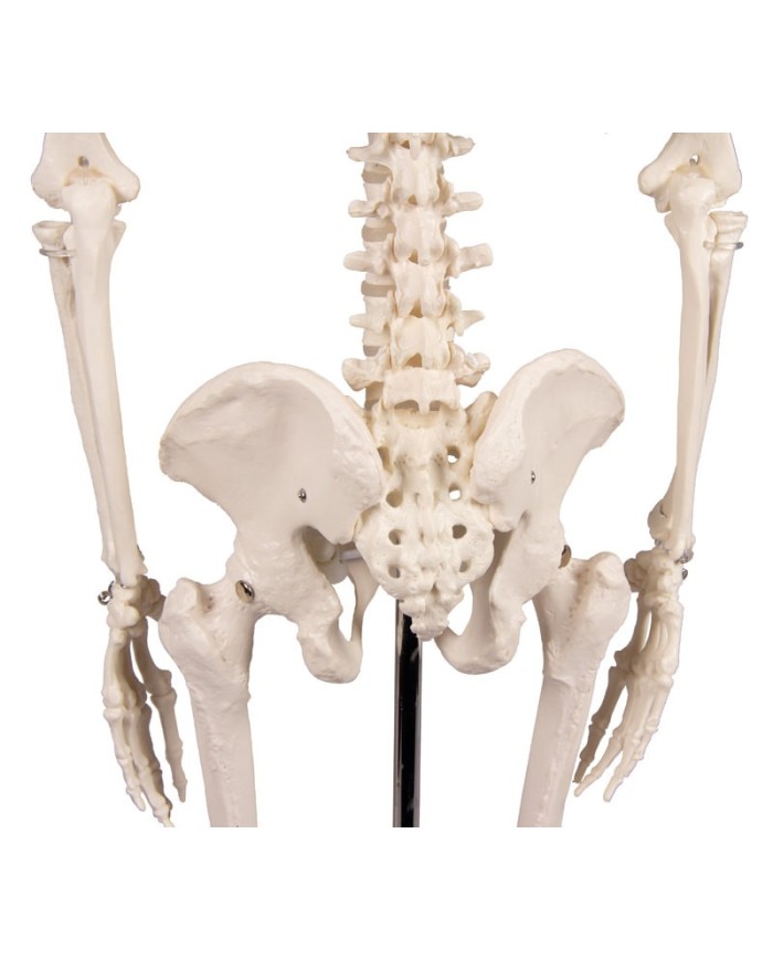 Erler Zimmer, modello di scheletro didattico Tom, grandezza dimezzata