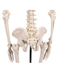 Erler Zimmer, modello di scheletro didattico Tom, grandezza dimezzata