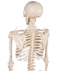 Erler Zimmer, modello di scheletro didattico Tom, grandezza dimezzata