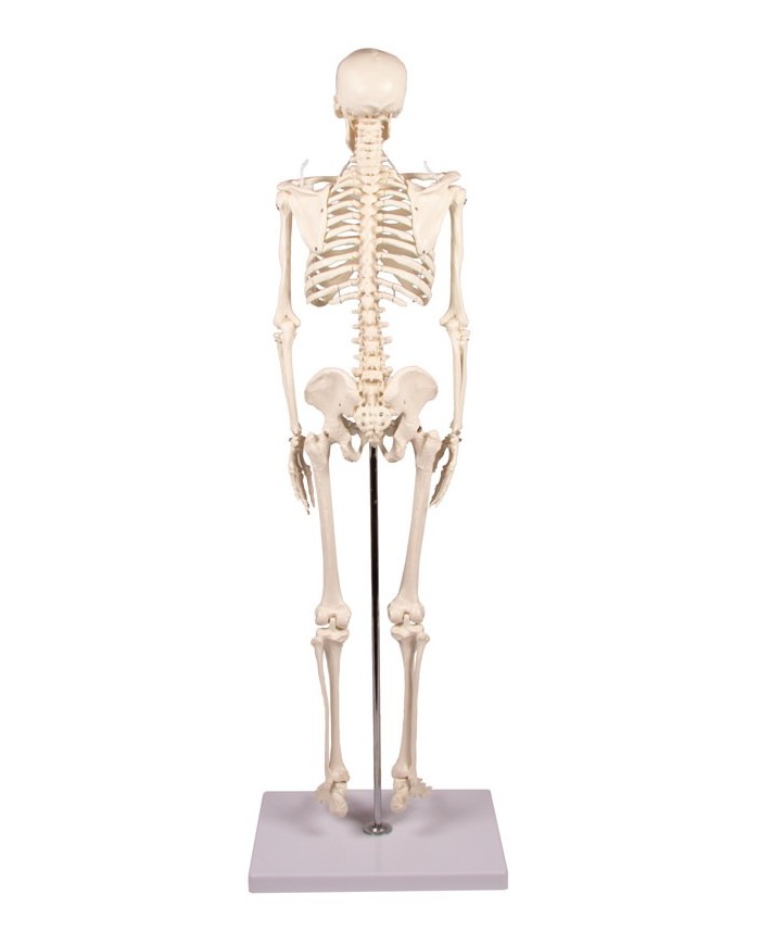 Erler Zimmer, modello di scheletro didattico Tom, grandezza dimezzata