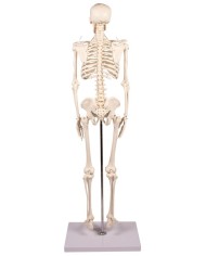 Erler Zimmer, modello di scheletro didattico Tom, grandezza dimezzata