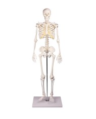 Erler Zimmer, modello di scheletro didattico Tom, grandezza dimezzata