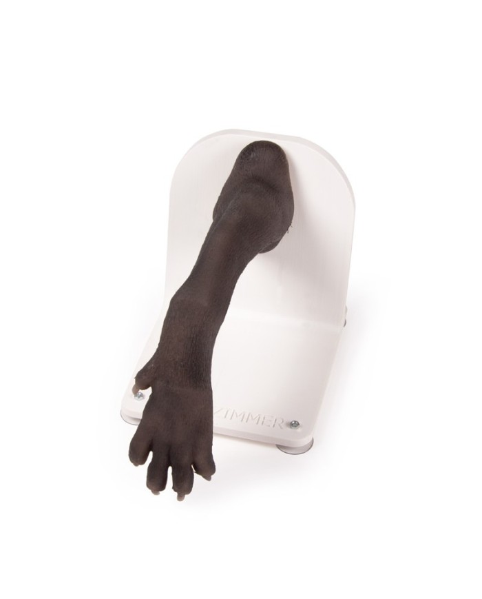 Zampa di cane per l addestramento alle tecniche di bendaggio VET4590