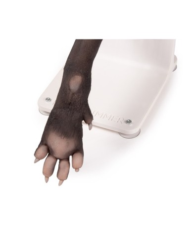 Zampa di cane per l addestramento alle tecniche di bendaggio VET4590