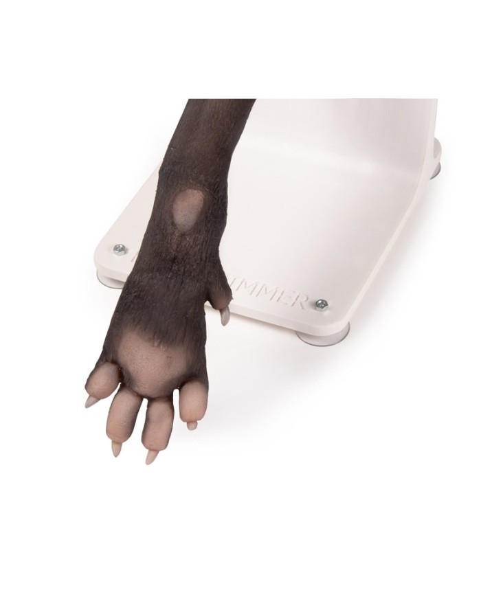 Zampa di cane per l addestramento alle tecniche di bendaggio VET4590