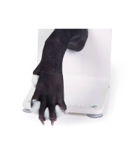 Zampa di cane per l addestramento alle tecniche di bendaggio VET4590