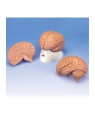3B Scientific, modello anatomico economico di cervello, in 2 parti C15/1