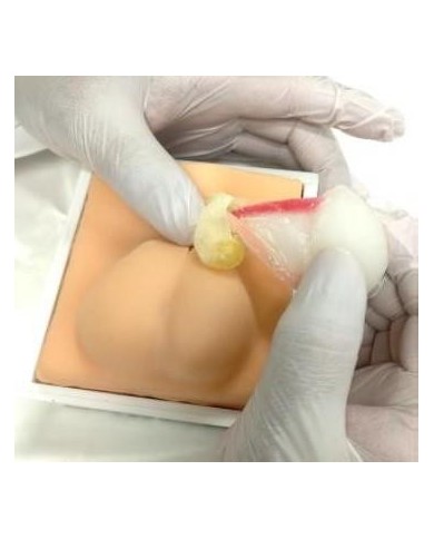 Simulatore per addestramento alla castrazione del cane Erler Zimmer VET4530