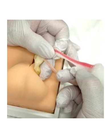 Simulatore per addestramento alla castrazione del cane Erler Zimmer VET4530