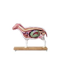 Modello di pecora 12 parti 2 3 grandezza naturale VET3310