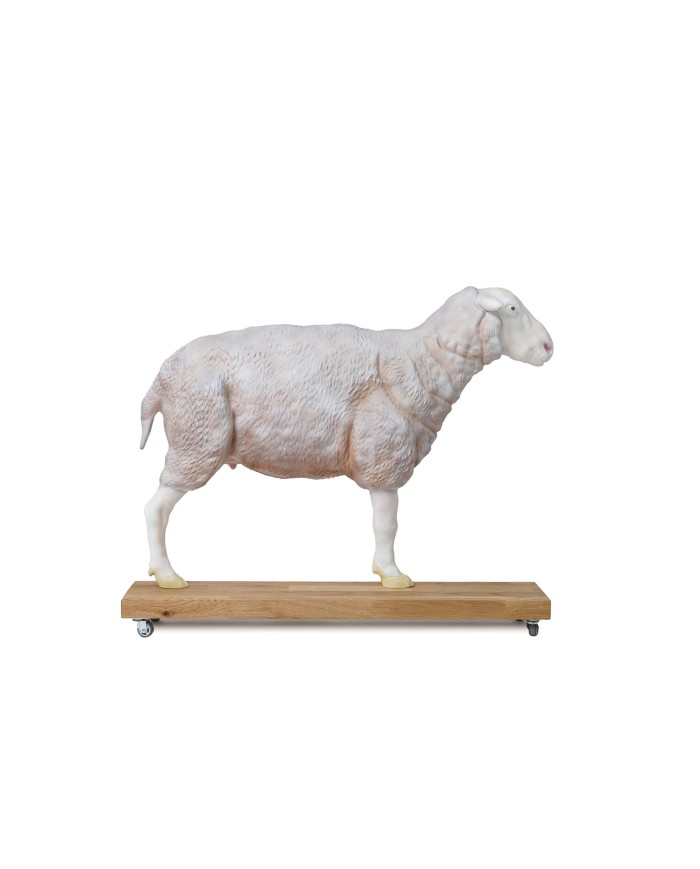 Modello di pecora 12 parti 2 3 grandezza naturale VET3310