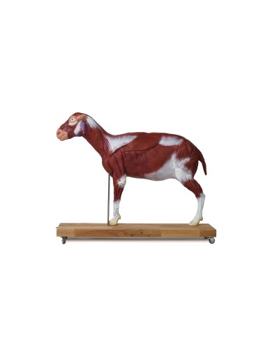 Modello di pecora 12 parti 2 3 grandezza naturale VET3310