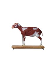 Modello di pecora 12 parti 2 3 grandezza naturale VET3310