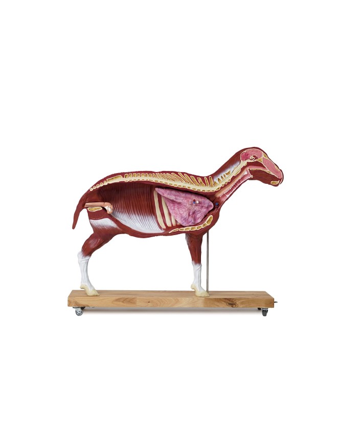 Modello di pecora 12 parti 2 3 grandezza naturale VET3310