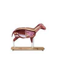 Modello di pecora 12 parti 2 3 grandezza naturale VET3310