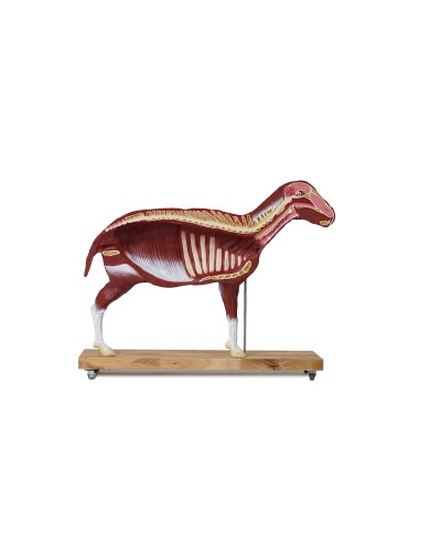 Modello di pecora 12 parti 2 3 grandezza naturale VET3310