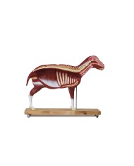 Modello di pecora 12 parti 2 3 grandezza naturale VET3310