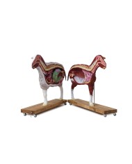 Modello di pecora 12 parti 2 3 grandezza naturale VET3310