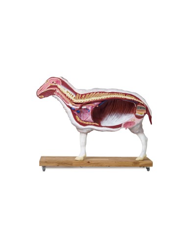 Modello di pecora 12 parti 2 3 grandezza naturale VET3310