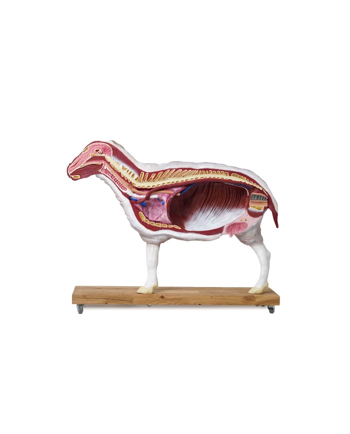 Modello di pecora 12 parti 2 3 grandezza naturale VET3310