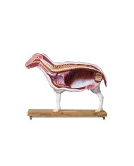 Modello di pecora 12 parti 2 3 grandezza naturale VET3310