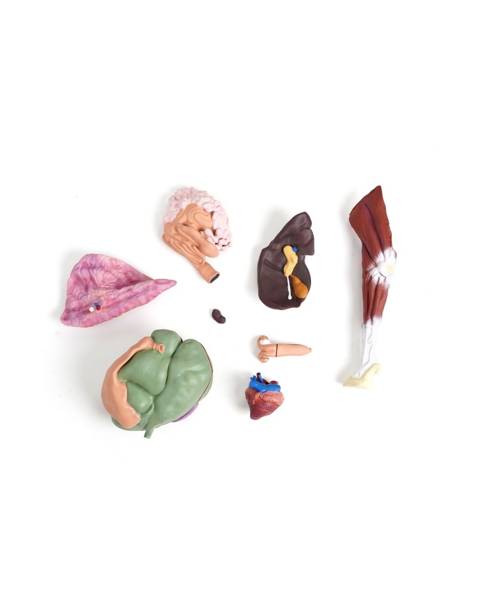 Modello di pecora 12 parti 2 3 grandezza naturale VET3310