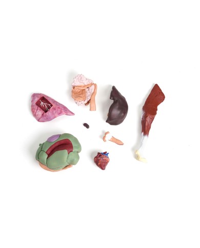 Modello di pecora 12 parti 2 3 grandezza naturale VET3310