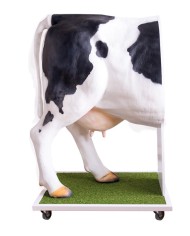 Simulatore avanzato per l inseminazione artificiale della mucca VET3400