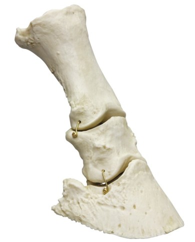 Piede di Cavallo mobile Erler Zimmer VET4360