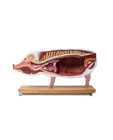 Modello didattico di maiale 20 parti 1 2 grandezza naturale VET3320