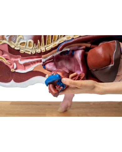 Modello didattico di maiale 20 parti 1 2 grandezza naturale VET3320