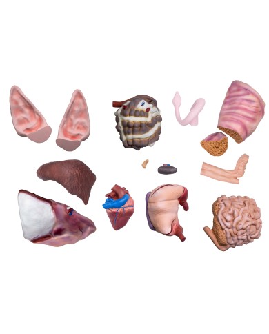 Modello didattico di maiale 20 parti 1 2 grandezza naturale VET3320