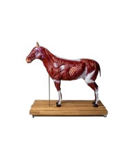 Modello di cavallo cavalla in 16 parti 1 3 a grandezza naturale VET3330